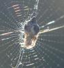 Cyclosa conica